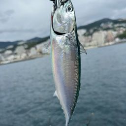 ヒラソウダ