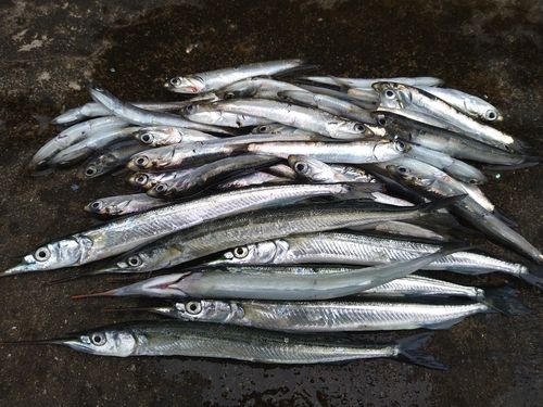 サヨリの釣果