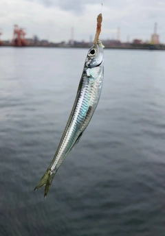 トウゴロウイワシの釣果