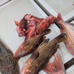 アコウ