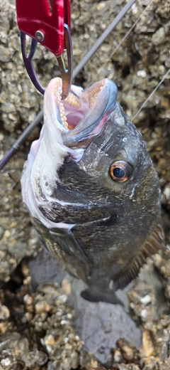 チヌの釣果