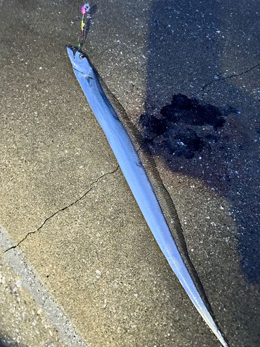 タチウオの釣果