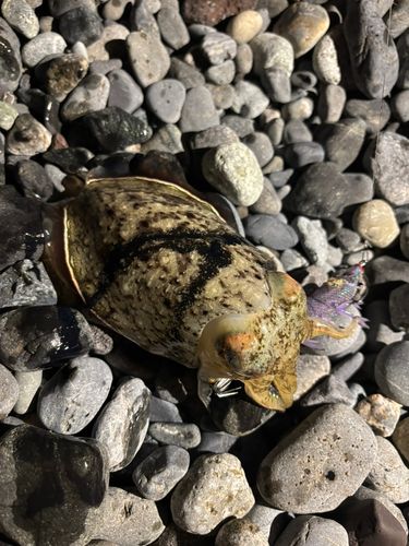 コウイカの釣果
