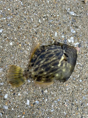 カワハギの釣果