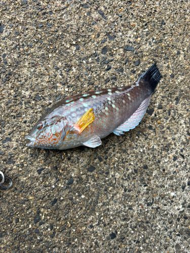 ベラの釣果