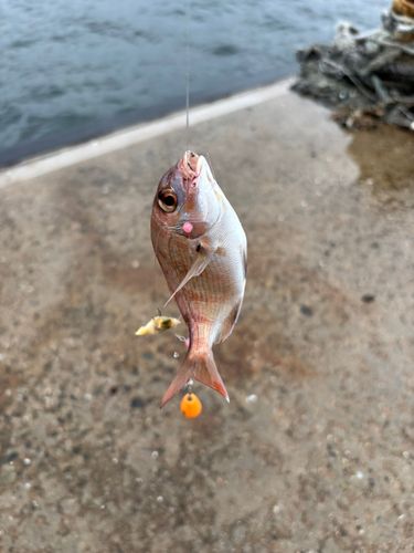 チャリコの釣果