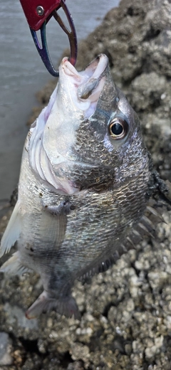キビレの釣果