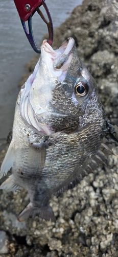 キビレの釣果
