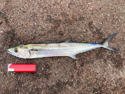 サゴシの釣果