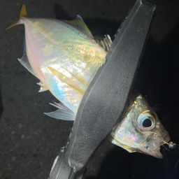 アジ