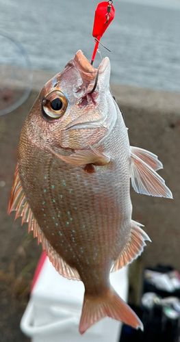 マダイの釣果