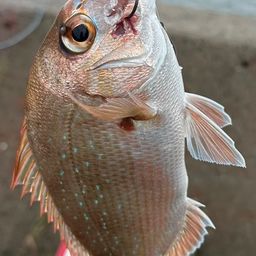 マダイ