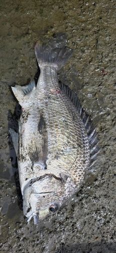 キビレの釣果