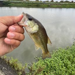 ブラックバス