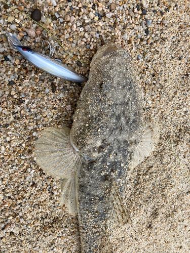 マゴチの釣果