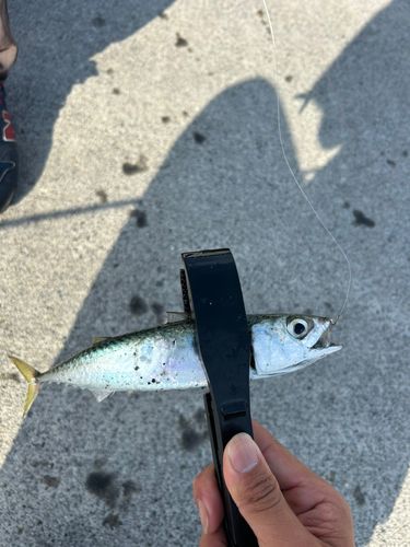 サバの釣果