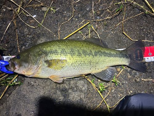 ブラックバスの釣果