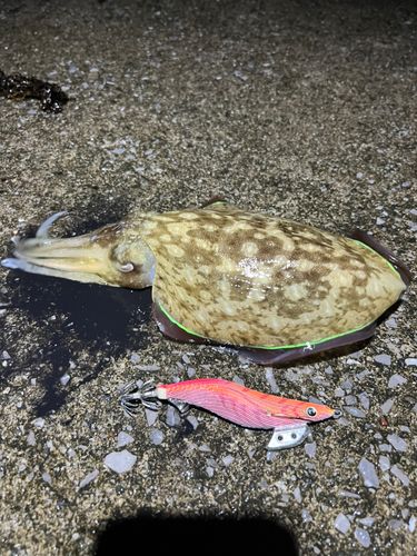 津久見湾