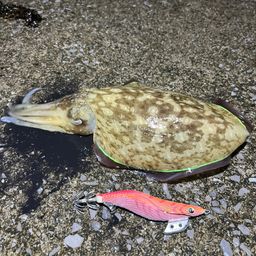 モンゴウイカ