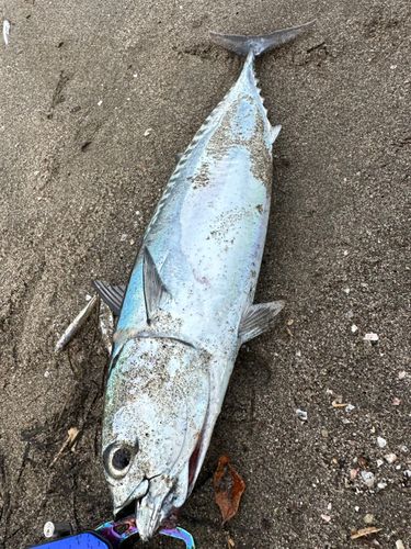 金田湾
