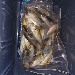 アジ