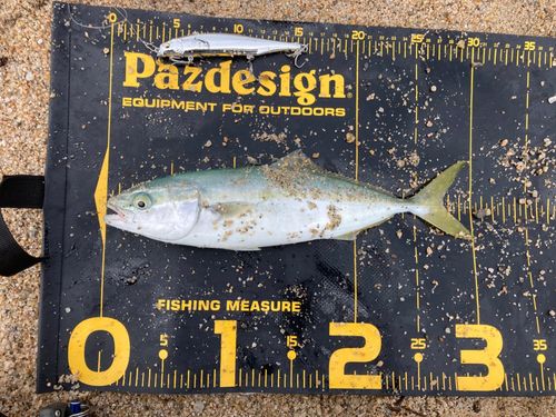 ツバスの釣果
