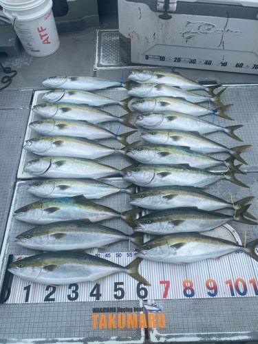 ハマチの釣果