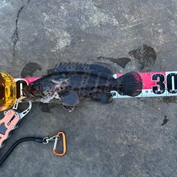 チャイロマルハタ