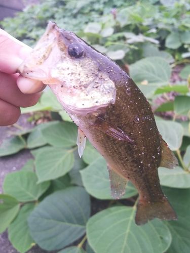 ラージマウスバスの釣果