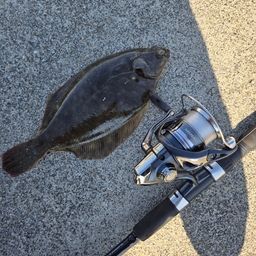 マコガレイ