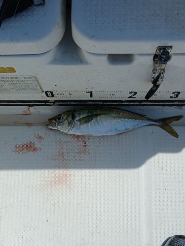 スズキの釣果