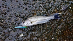 セイゴ(マルスズキ)の釣果