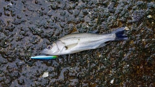 セイゴ（マルスズキ）の釣果
