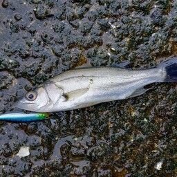 セイゴ（マルスズキ）