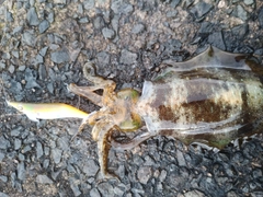 アオリイカの釣果