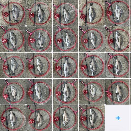 チヌの釣果