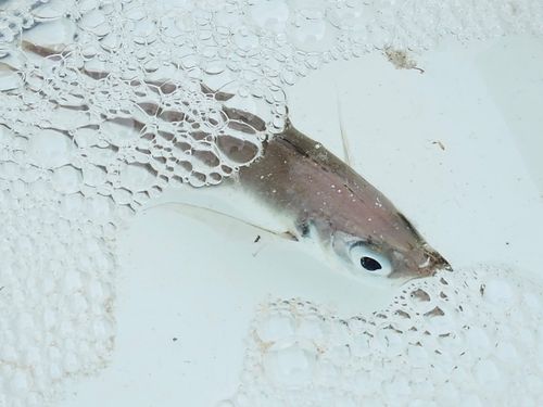 マアジの釣果