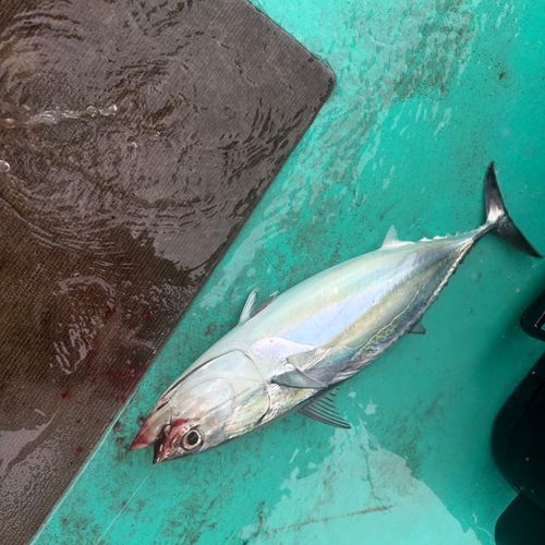 ヒラソウダの釣果