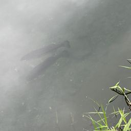 ブラックバス
