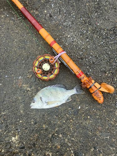 キビレの釣果