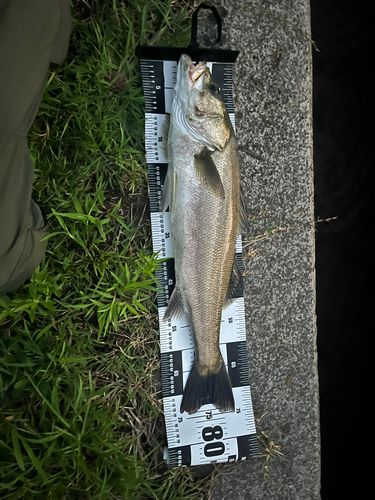 シーバスの釣果