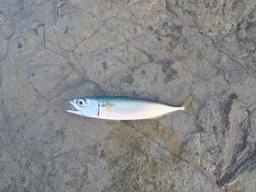 江奈湾