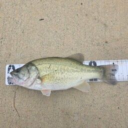 ラージマウスバス