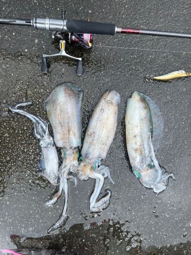 アオリイカの釣果