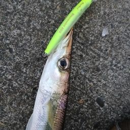 カマス
