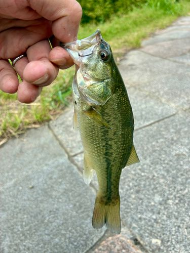 ブラックバスの釣果