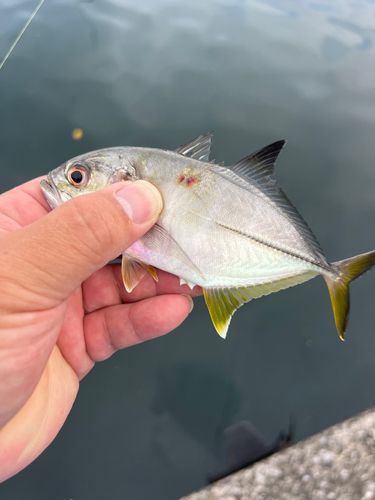 ギンガメアジの釣果