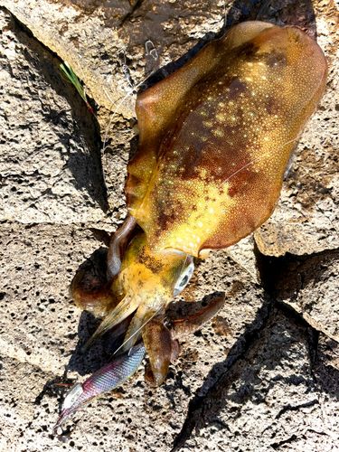 アオリイカの釣果