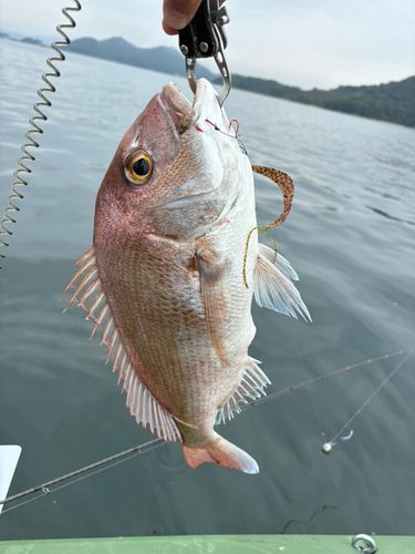 タイの釣果
