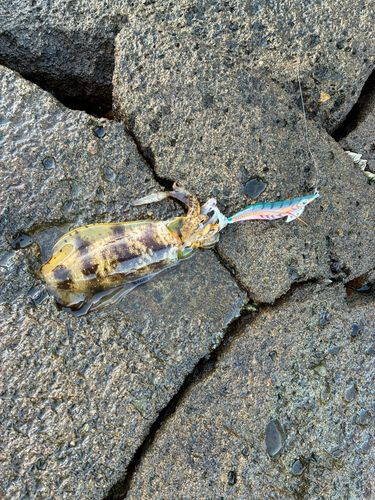 アオリイカの釣果